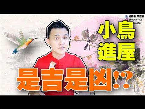 鳥飛 入 屋 風水|【有鳥飛進家裏】有鳥飛進家裡！破解常見迷信，揭開牠飛來的真。